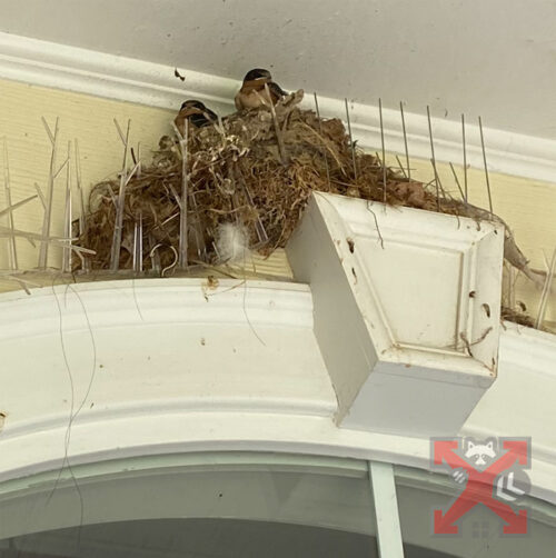 Birds Nesting on Improperly Placed Bird Spikes