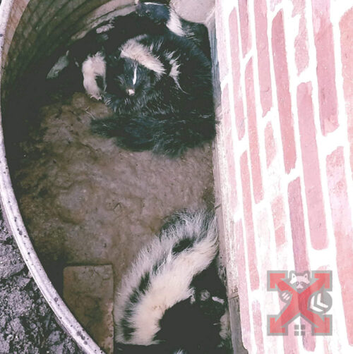 A Family of Skunks