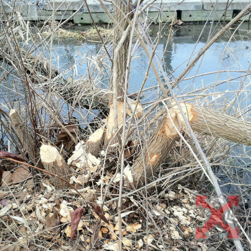 Beaver Damage
