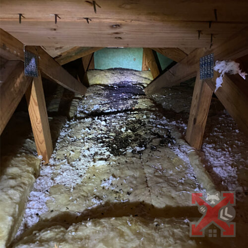 Raccoon Damage to Crawlspace